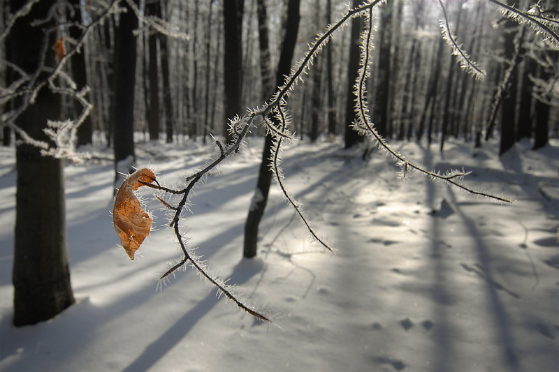 Winter-_DDC8609.jpg   26.04.jpg